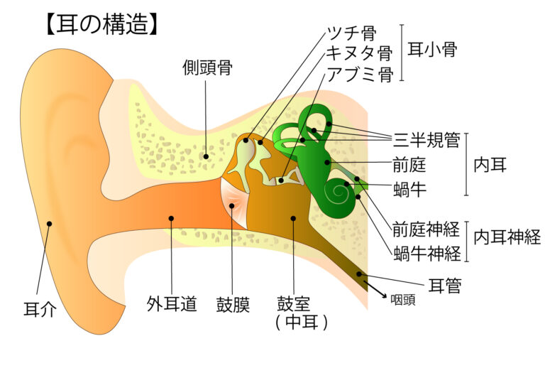 耳の構造図