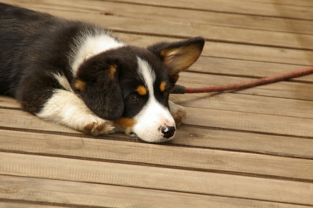 疲れた犬