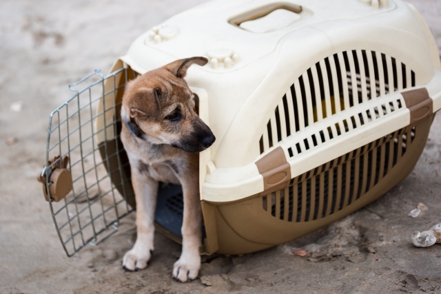 クレートから出ようとする犬