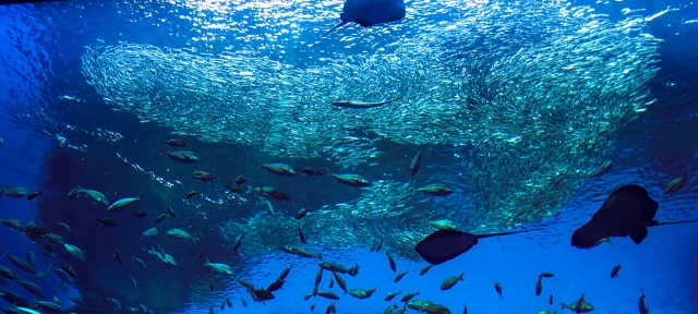 水族館デート