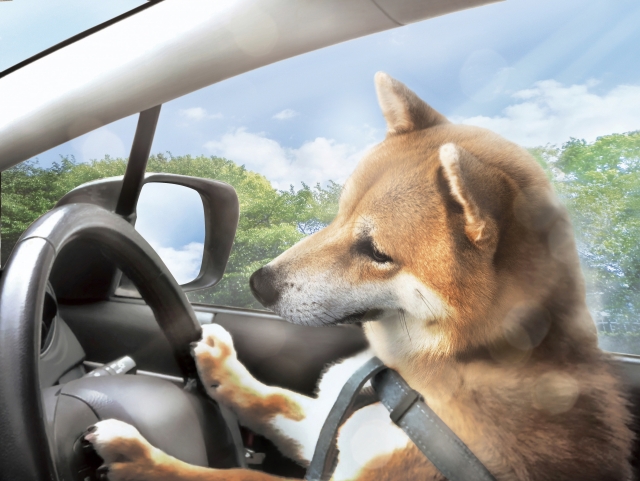 車を運転しようとする犬