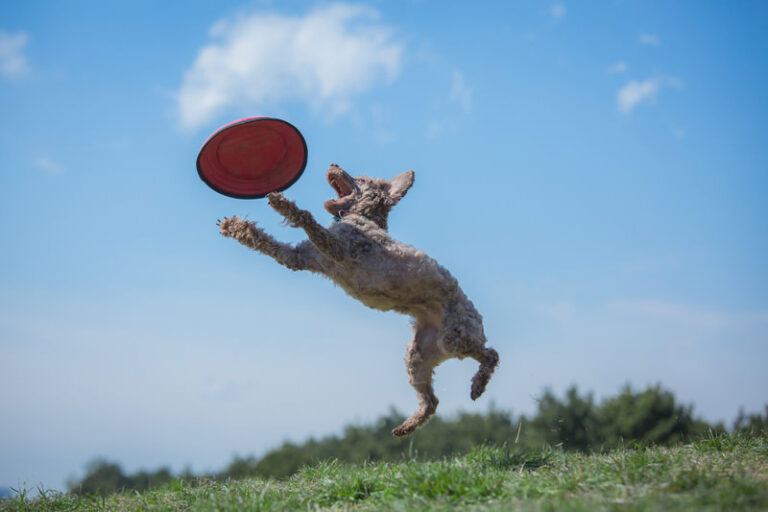 フリスビーをキャッチする犬