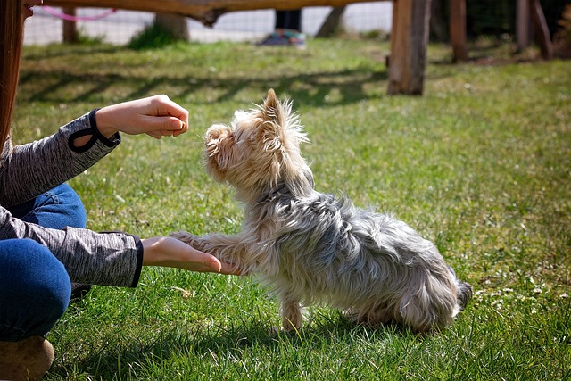 お手をする犬